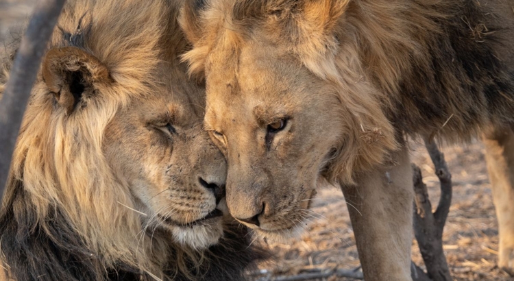 Taruk Symbol Löwen Foto Taruk