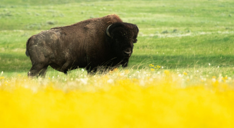 Kanada Saskatchewan Bison Grasslands National Park Foto Tourism Saskatchewan.jpg