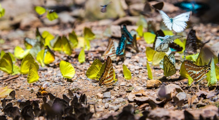Thailand Schmetterlinge Foto iStock Kitchakron