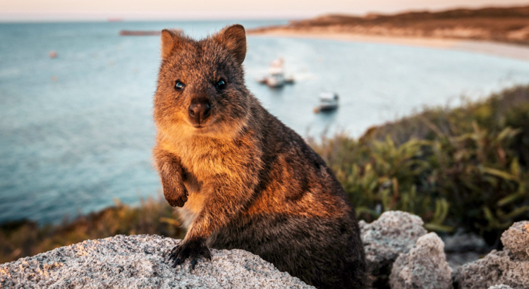 116690-56 Quokka on Rottnest Island.jpg