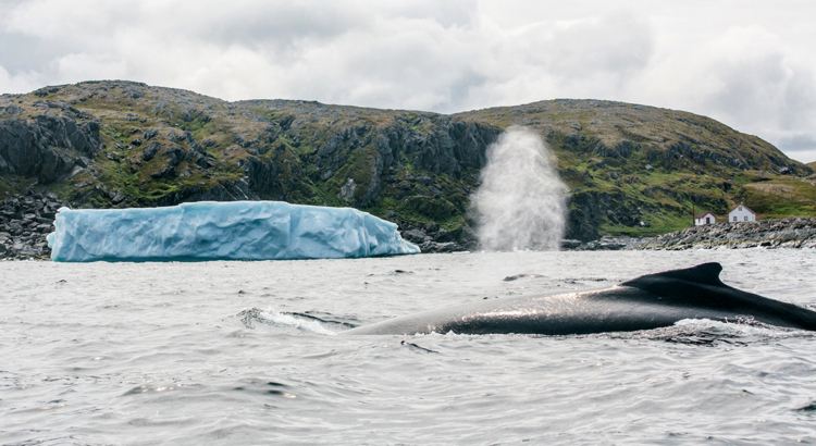 Kanada Neufundland Labrador Quirpon Island Foto Destination Canada Finn Belaes