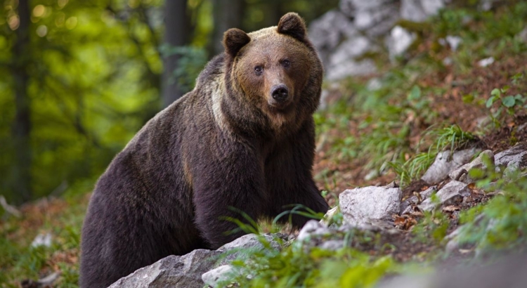 Slowakei Braunbär Foto iStock JMrocek