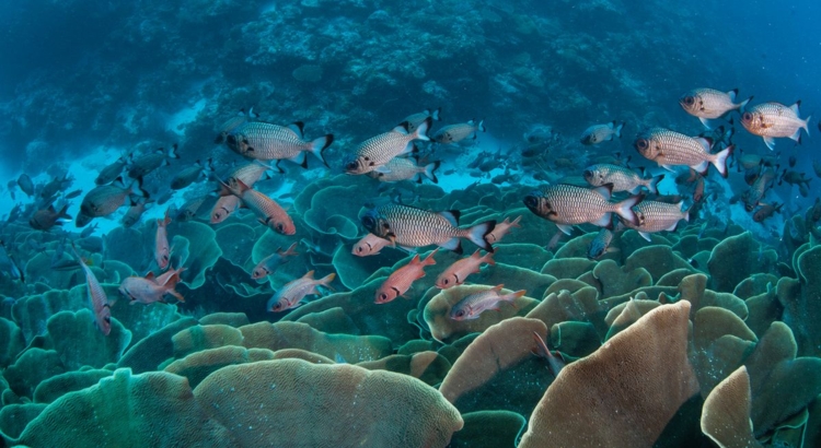 Palau Unterwasser Foto iStock Velvetfish
