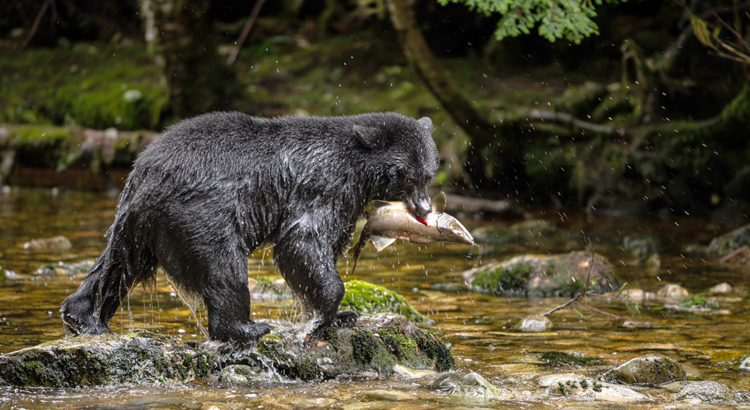 Kanada British Columbia Bär Lachsfang Foto Momme Halbe.jpg