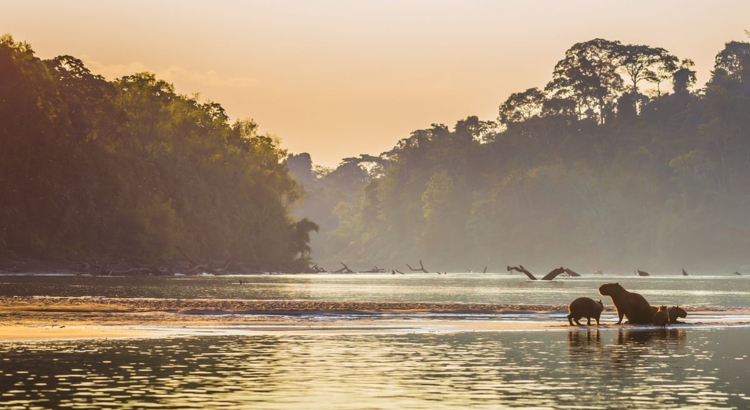 Peru Manu Nationalpark amazonas iStock RPB media
