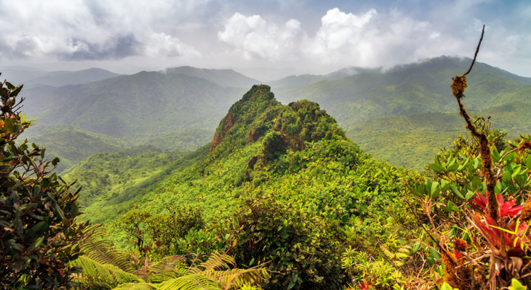 Puerto Rico El Yunque National Forest