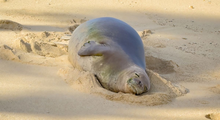 Mönchsrobbe Foto iStock Emson
