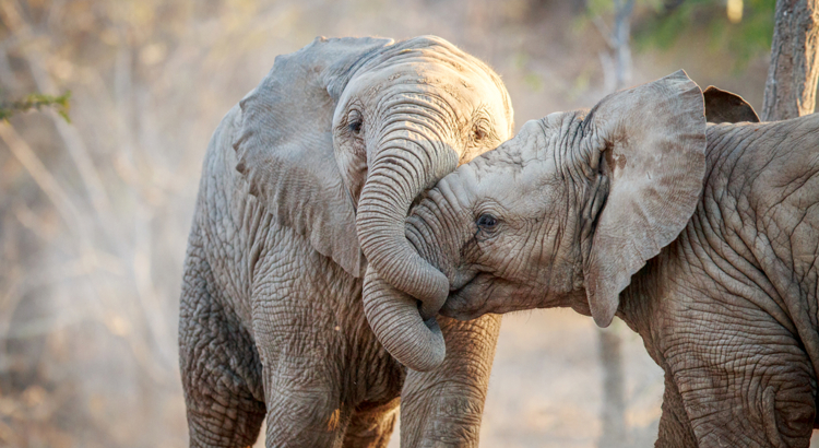 Südafrika Kruger Nationalpark Elefanten iStock Simoneemanphotography.jpg