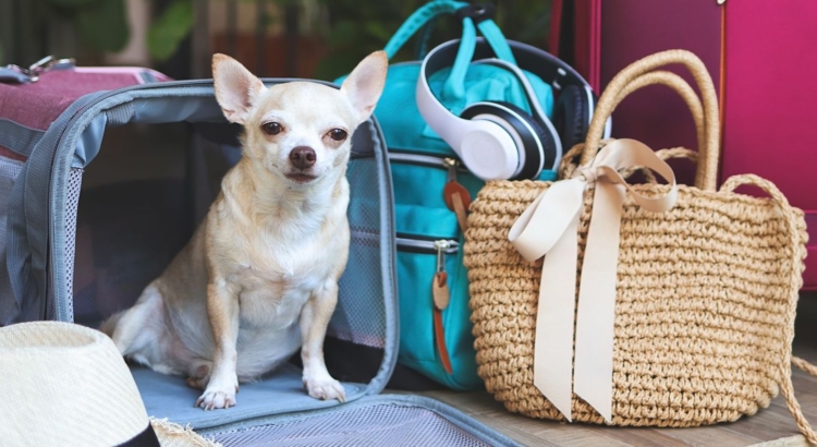 Chihuahua Reise Hund Foto iStock Phutarrak