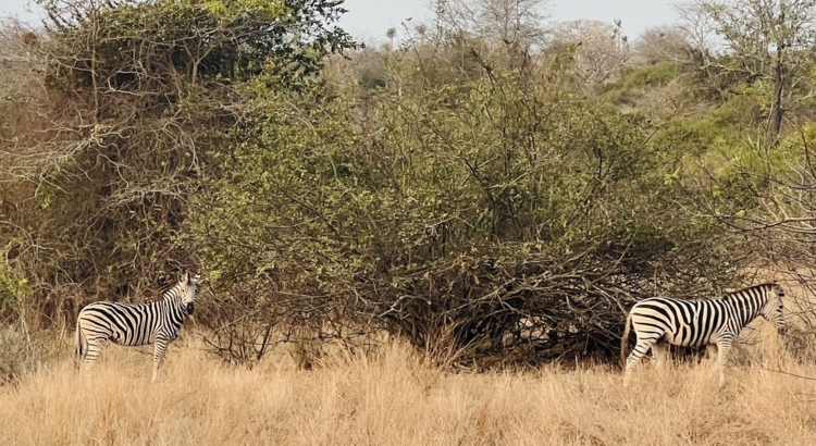 Angola Kissama National Park Foto Dreamtime SA Stefanie Anderegg