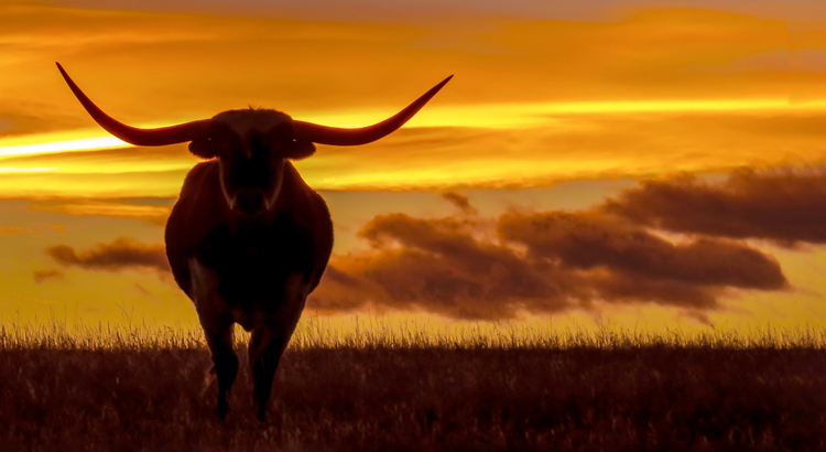 USA Texas Longhorn Sonnenuntergang iStock DawnKey
