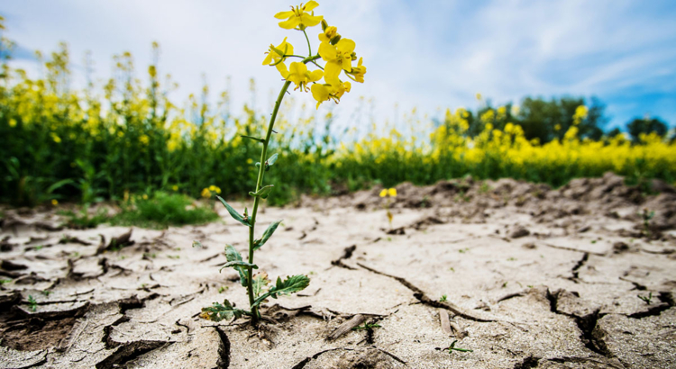 Klimawandel Dürre