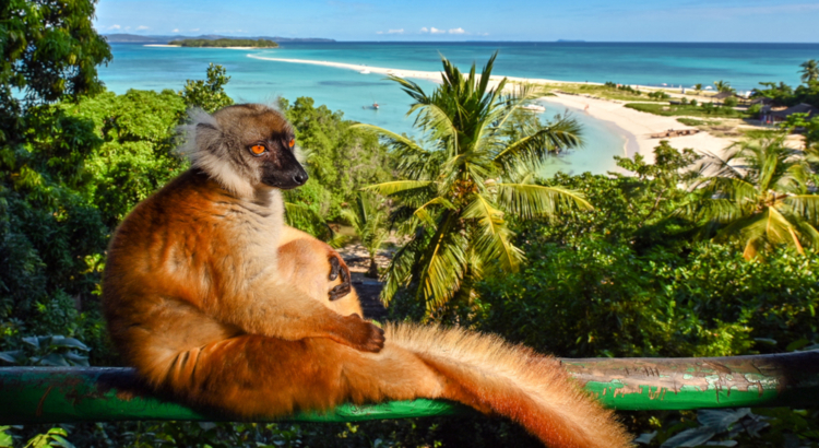 Madagaskar Tier Lemur Natur