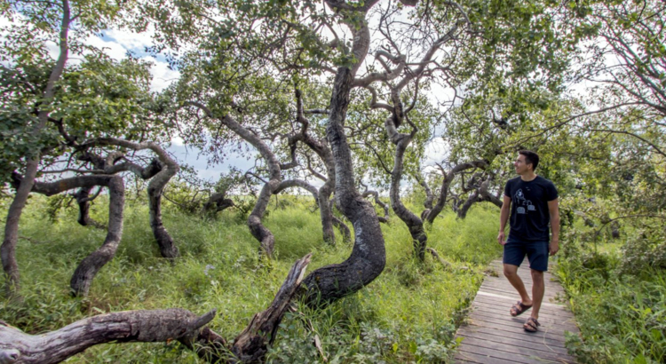 Kanada Saskatchewan Crooked Bush near Hafford Foto Tourism Saskatchewan Saskatchewanderer.jpg