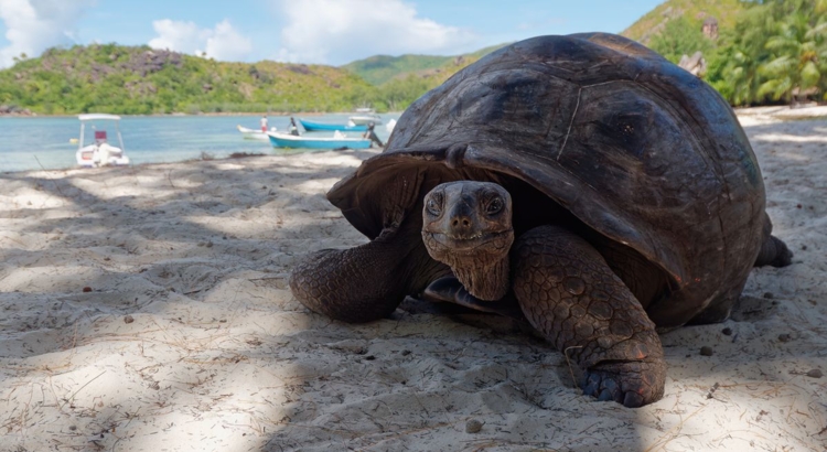 Seychellen Aldabra Schildkröte Foto iStock Ivica Gulija