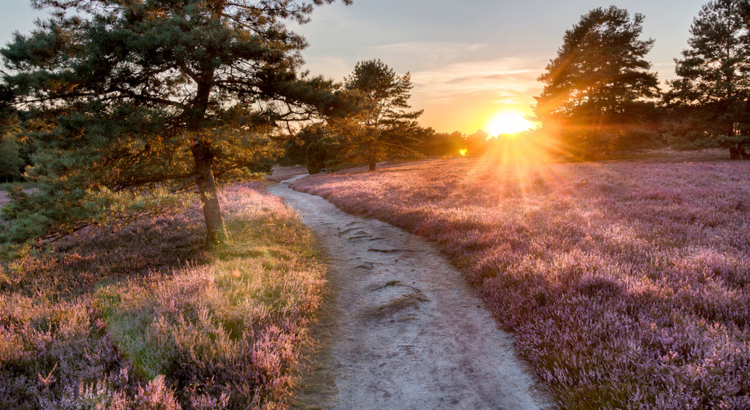 Lüneburger Heide