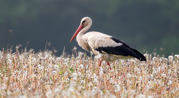 Litauen Storch in Karklė Foto Laimonas Ciūnys Lithuania Travel.jpg