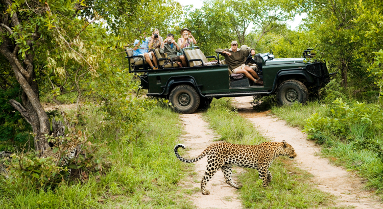 Südafrika Kruger Nationalpark Leopard Touristen iStock IPGGutenbergUKLtd.jpg