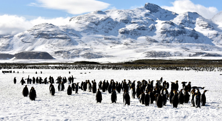Antarktis Pinguine iStock Ciara Edwards.jpg