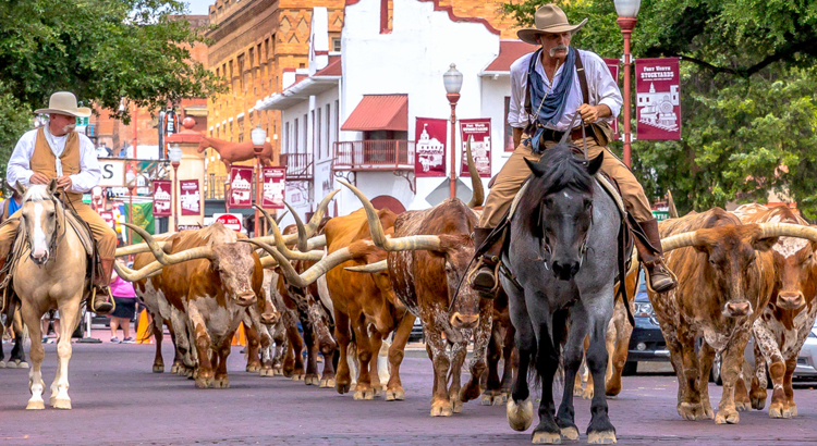 USA Texas Forth Worth Stockyards Longhorns Cowboys Foto Travel Texas.jpg