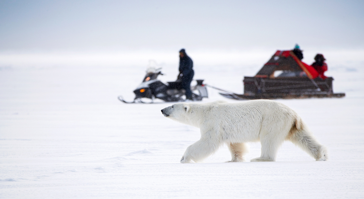 Kanada Nunavut Eisbär Ausflug Foto Destination Canada.jpg