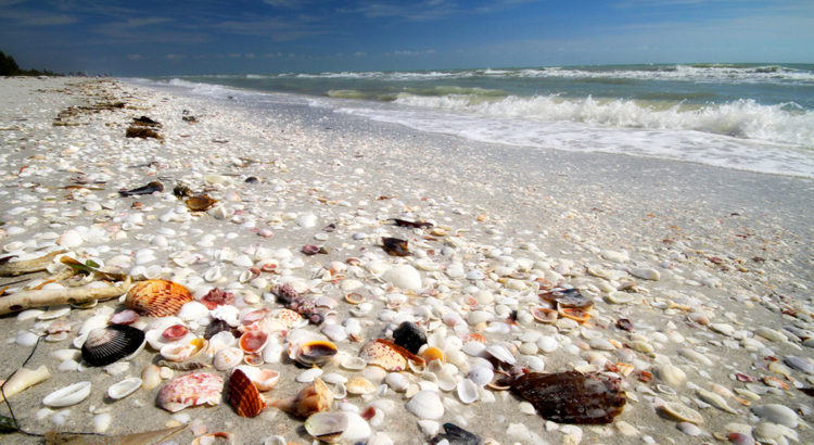 USA Florida Sanibel Muschelstrand.jpg