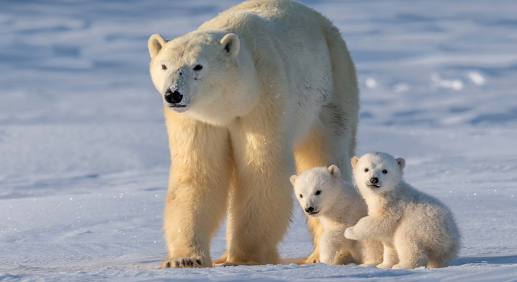 Kanada Eisbär Foto iStock xiaoying shi.jpg