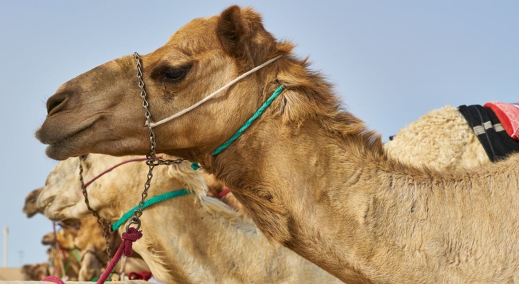 Kamele Katar Foto iStock Piri Foto
