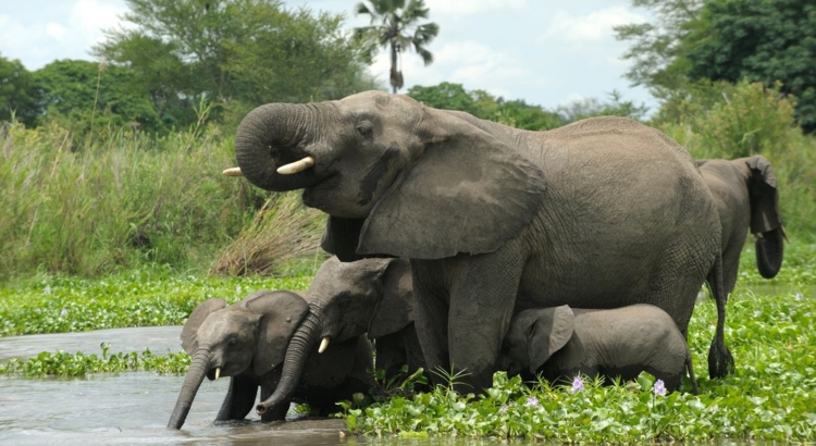 Malawi Elefanten Foto iStock Christophe Cerisier