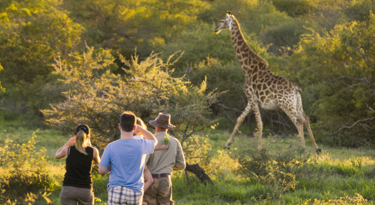 Südafrika LSA Giraffe SAT.jpg