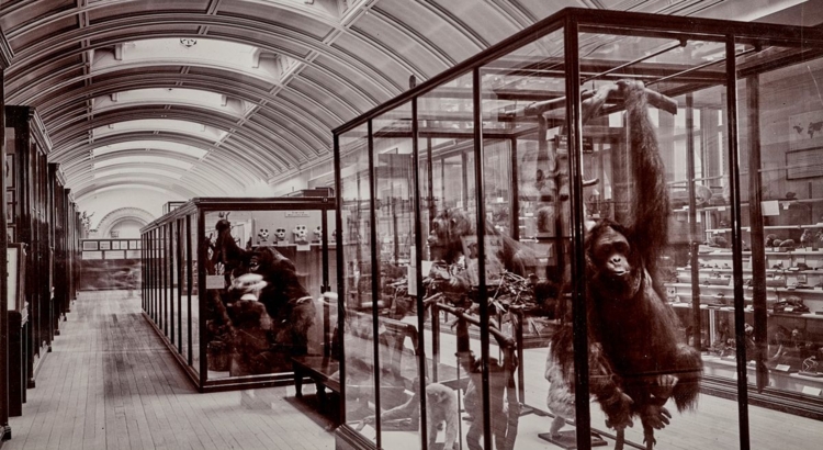 Upper mammals gallery Foto Trustees Natural History Museum London