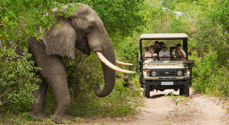 Südafrika Safari Themenwoche 2024 Elefant