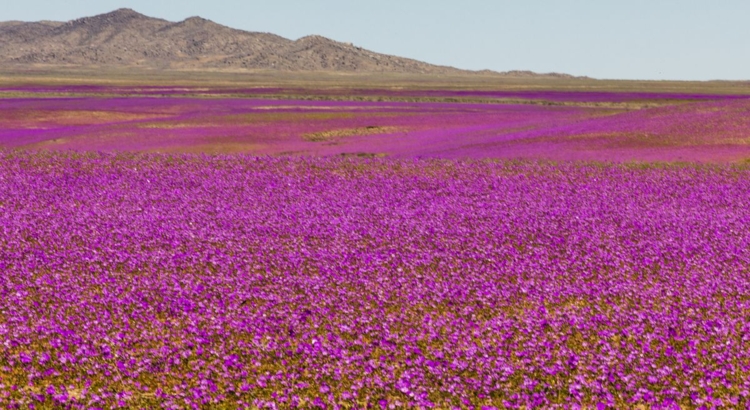 Chile Atacama Wüste Blüten Foto iStock Abrien do Mundo