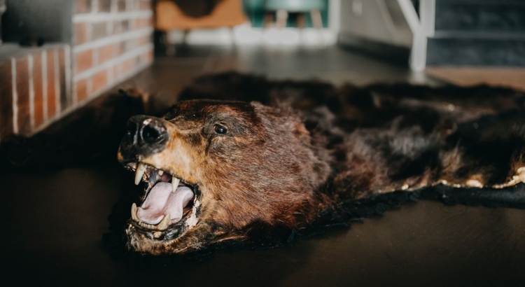 Jagd Symbol Bärenfell Foto iStock Caughtinthe