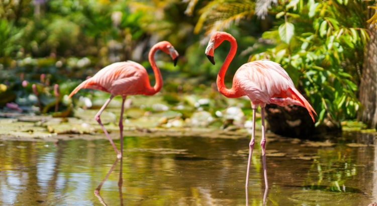 Fort Myers - Islands, Beaches and Neighborhoods_NickAdamsPhotog1011.jpg