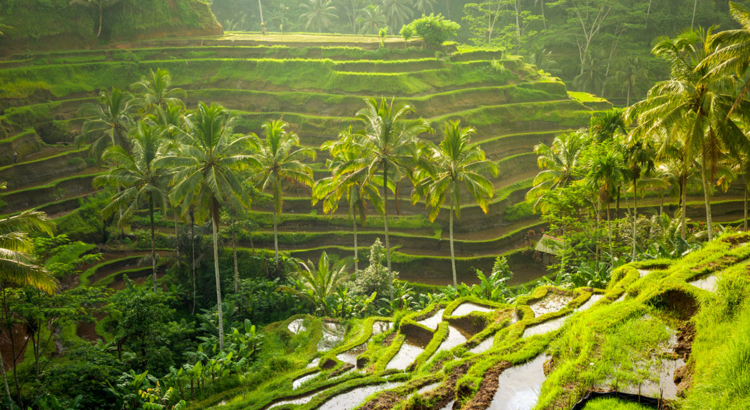 Ubud Reisterrassen