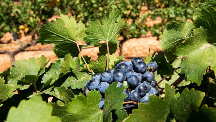 RIU Mallorca Trauben.jpg