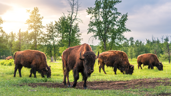 Kanada Alberta Bison Elk Island Nationalpark Foto Robin Laurenson Motherpixels.jpg