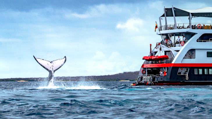 HX Galápagos Wal Foto Andres Ballesteros.JPG