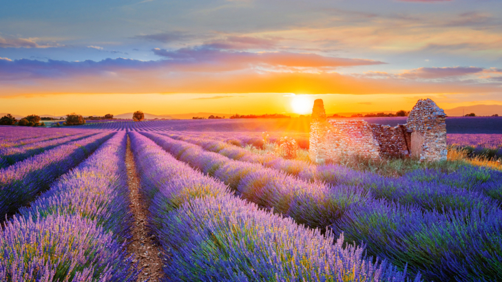 nicko cruises Provence Lavendelfeld iStock-542802490.jpg