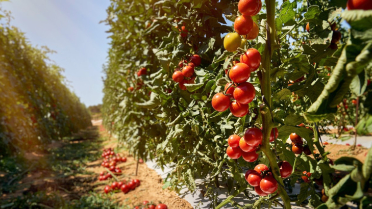 RIU Mallorca Tomatenanbau.jpg