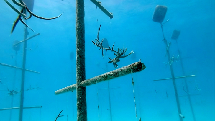 Riu riu-blue-reef-reforest-riu-Korallenaufzuchtstation.jpeg