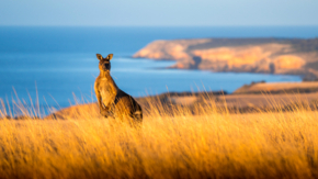 Australien Südaustralien Känuru Kangaroo Island Foto SATC.jpg