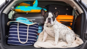 Hund Urlaub Auto Foto iStock Patryk Kosmider
