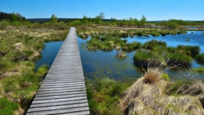 Deutschland Moor Hohe Venn Foto iStock Albert Kaesmacher