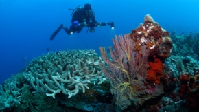 Australien Great Barrier Reef Korallen Taucher Foto iStock Nigel Marsh