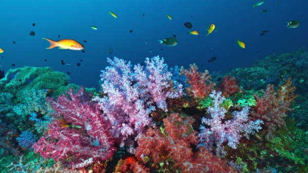 Foto Fidschi Taveuni Foto iStock think4Photop