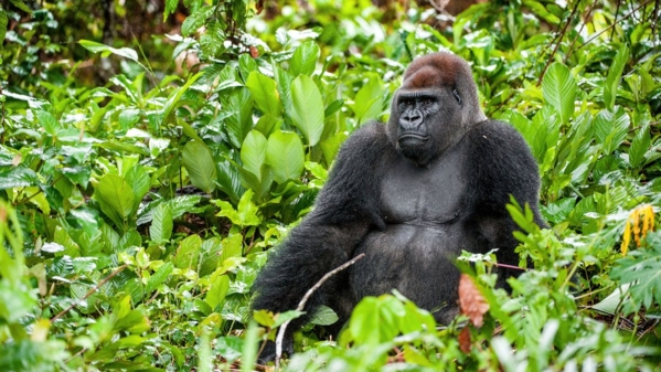 Angola Ruanda Westlicher Flachland Gorilla Foto iStock USO